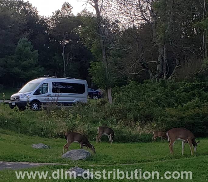 Oh my Deer! Nature photos in a DLM Mini Campervan